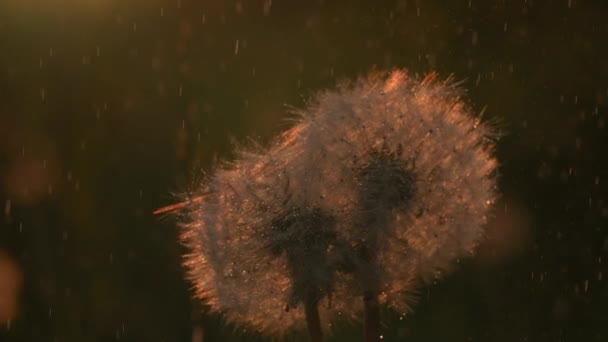 Schöne weiße flauschige Löwenzahne in Abendsonne und fallendem Regen. Kreativ. Unscharfer natürlicher Hintergrund mit Blumen. — Stockvideo