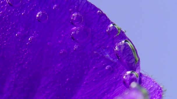 Close-up on bright flower petals bubbles. Stock footage. Oxygen bubbles on edges of petals. Beautiful bubbles on bright flower petals under water — Stock Video