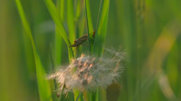 Feche de um inseto verde em uma fábrica parte em um dia de verão. Criativa. Conceito de verão natureza, inseto na grama. — Vídeo de Stock