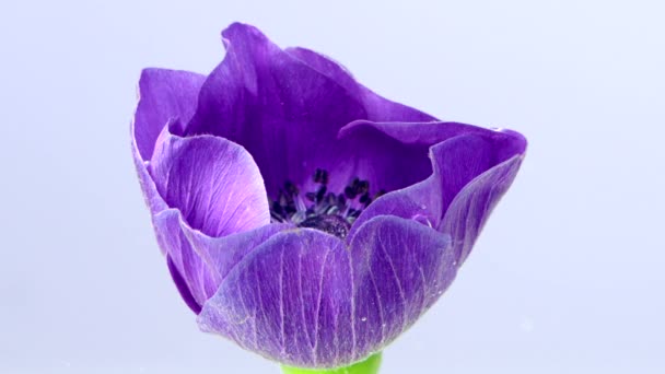 Vacker lila anemon blomma blommar isolerad på en vit bakgrund. Lagerbilder. Närbild av anemon blommande blomma knopp. — Stockvideo