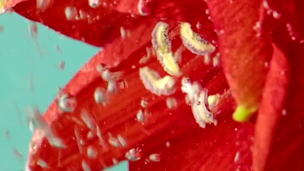 Close-up van belletjes op bloemblaadjes onder water. Voorraadbeelden. Heldere mooie bloemblaadjes met onderwaterbelletjes. Delicate heldere bloemen in helder water — Stockvideo