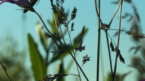 Groene omgeving concept, zomer natuurlijke weide achtergrond. Creatief. Stengels van groeiende planten in een veld. — Stockvideo