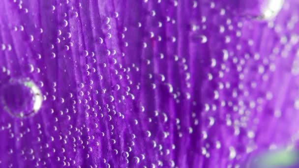 Pétala de flor roxa tornando-se turva. Imagens de stock. Extremo close-up de uma pétala de flor bonita suave lilás coberto por pequenas bolhas de ar em água transparente. — Vídeo de Stock