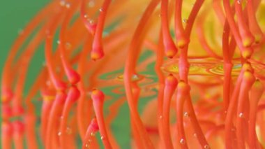 Suyun altındaki çiçek desenlerine yakın çekim. Stok görüntüleri. Parlak erkek organları olan egzotik bir bitki. Su altında kabarcıklı güzel bir bitki