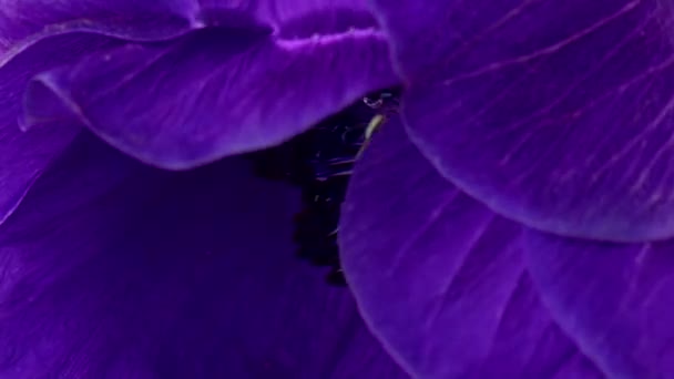 Brote de flor púrpura brillante en agua. Imágenes de archivo. Delicados pétalos de brote púrpura bajo el agua. Hermosa flor de anémona se retuerce en agua limpia — Vídeo de stock