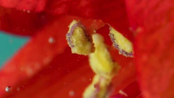 Extremo primer plano de una flor roja en flor con estambres amarillos sobre fondo turquesa. Imágenes de archivo. Capullo de flores bajo el agua. — Vídeos de Stock