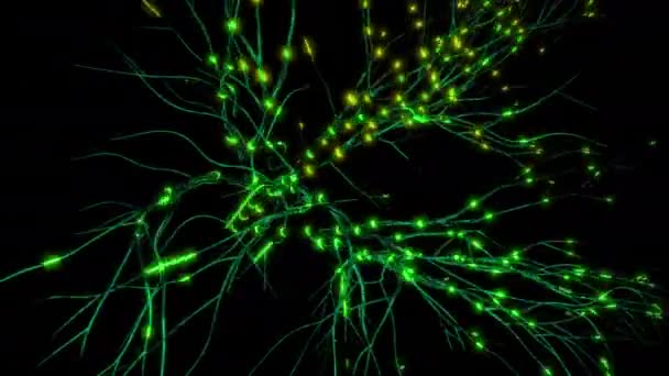 Neuronas y conexiones neuronales, concepto de ciencia y medicina. Moción. Visualización de actividad neuronal en el cerebro, neurogénesis, neurotransmisores, electricidad en el cerebro, sinapsis. — Vídeos de Stock