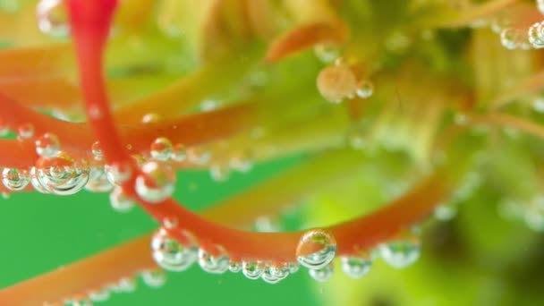 Vista submarina de la flor en flor en el agua con burbujas de aire. Imágenes de archivo. Vista submarina de cerca de la flor amarilla y naranja flotando en el agua. — Vídeos de Stock