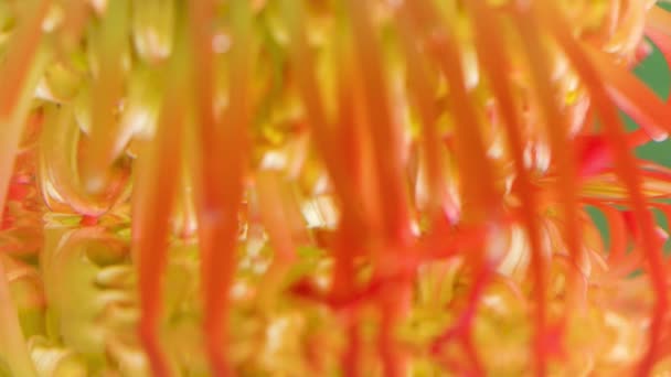 Close up of orange and yellow blooming unusual flower bud. Stock footage. Long antenna shaped petals flower reflected in water surface. — Stock Video