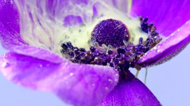 Bir çiçeğin makro fotoğrafçılığı. Tock görüntüsü. Ağır gri dumana izin verilen parlak mor bir çiçek açtı. .