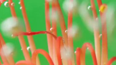 Bir çiçeğe boya püskürtülen makro fotoğrafçılık. Stok görüntüsü. Parlak yeşil bir arka plan. Bir çiçeğin resim çekiminde olduğu bir arka plan..