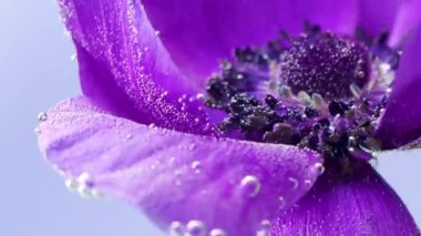 Hassas gri arkaplan. Tak görüntüsü. Suda ve baloncuklarda yer alan makro fotoğrafçılıkta parlak mor bir çiçek oradan uzaklaşıyor..