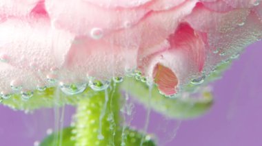 Açık pembe çiçekleri suyun altında büyümüş. Bahçe işleri kavramı. Stok görüntüleri. Pembe arka planda izole edilmiş çiçek yapraklarının etrafında akan sıvı beyaz mürekkep..