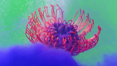 Soyutlanmış parlak bir çiçek. Tak görüntüsü. Bir çiçeğin suya indirilip açıldığı ve kabarcıkların onu sardığı parlak bir zemin..