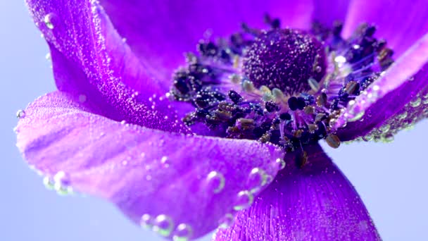 Macro fotografía de una flor.Grabación de calcetines.Una flor púrpura brillante floreció en la que se permite el humo gris pesado . — Vídeos de Stock