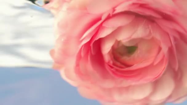 En liten rosa rosenknopp .Stockfootage.Water där en delikat blomma sänks och körs runt i en cirkel. — Stockvideo