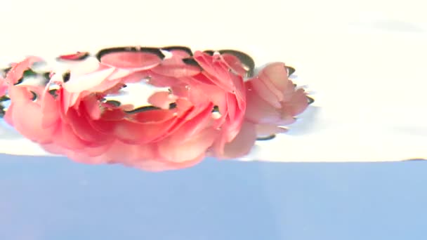 Un pequeño capullo de rosa rosa .Stock footage.Water en el que una delicada flor se baja y se conduce alrededor en un círculo. — Vídeos de Stock
