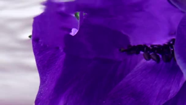 Purple bud.Stock footage.A bright flower on which water drops are flying , shooting art. — Stock Video