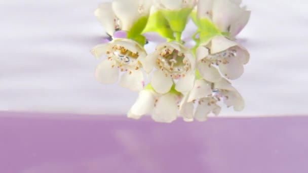 Flores blancas delicadas. imágenes de golpe. Una pequeña rama con flores se baja en el agua y se envuelve completamente — Vídeos de Stock