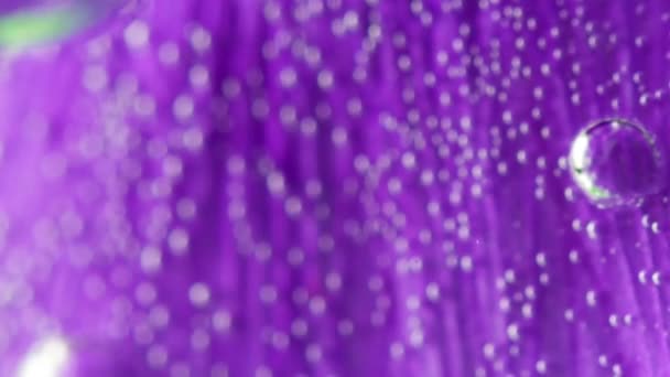 Finom szürke háttér. Stock kép.Egy fényes lila virág makrofotózás található a vízben, és buborékok távolodnak tőle. — Stock videók