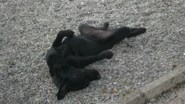 Zwarte gelukkige hond ligt op een kiezelsteentje aan zee. Creatief. Leuke hond ontspannen en slapen op kleine steentjes op een zomerse dag. — Stockvideo