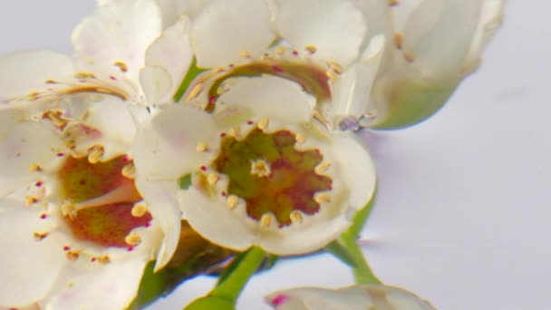 Beyaz narin çiçekler, tock görüntüleri. Çiçekli küçük bir dal suya indirilir ve tamamen kaplanır. — Stok video