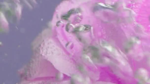 Rosenblätter in blubberndem Wasser auf violettem Hintergrund. Archivmaterial. Nahaufnahme des blühenden Teils einer geöffneten Blütenknospe. — Stockvideo