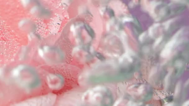 Pétalos de rosas en agua burbujeante sobre fondo de pared púrpura. Imágenes de archivo. El primer plano de la parte floreciente del capullo abierto de la flor. — Vídeos de Stock