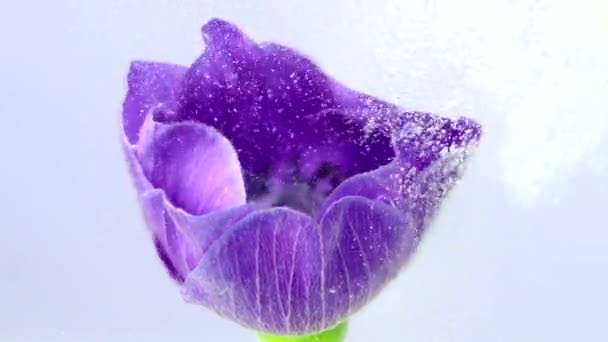 Фіолетовий bud.Stock footage. Яскрава квітка, на якій краплі води літають, стрілецьке мистецтво. — стокове відео