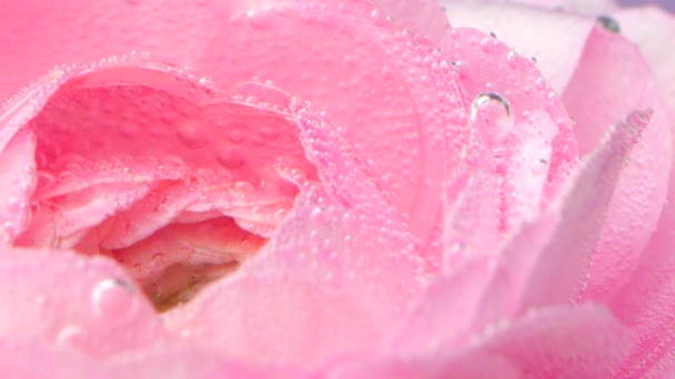 Rozenknop onder water bedekt met kleine luchtbelletjes, macrozicht. Voorraadbeelden. Bloemen achtergrond van een lichtroze roos zwaaiend voor een paarse muur. — Stockvideo