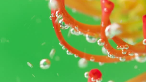 Fondo verde.Supck footage.Agua con burbujas en las que sobresalen los pétalos de la flor — Vídeo de stock