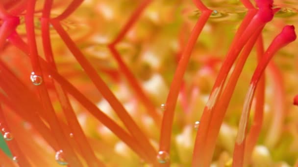 Eine brillante Blume. Das Wasser, in dem die orangefarbene Blüte eingehüllt ist und sie aus nächster Nähe aufgenommen werden — Stockvideo