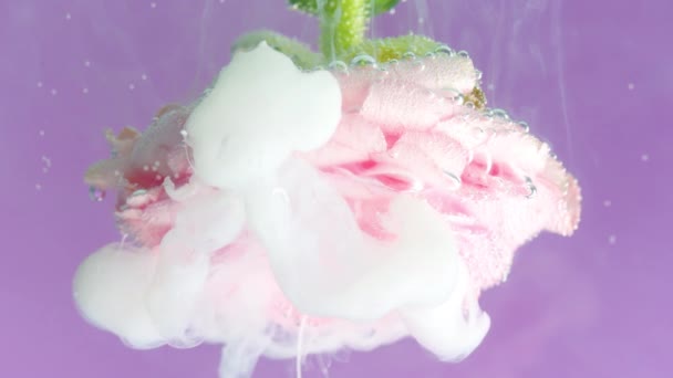 Light pink blooming rose close up underwater, concept of gardening. Stock footage. Flowing liquid white ink around the flower petals isolated on a pink background. — Stock Video