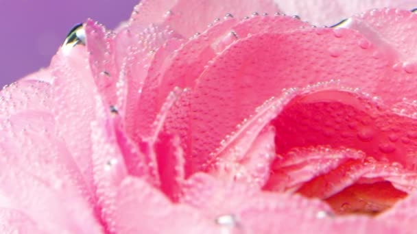 Rosa broto subaquático coberto por pequenas bolhas de ar, vista macro. Imagens de stock. Fundo floral de uma rosa clara balançando na frente de uma parede roxa. — Vídeo de Stock