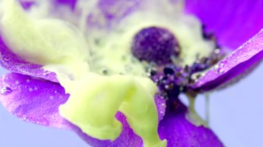 Açık sarı mürekkepli mor şakayık çiçeği tomurcuğu su altında yayılıyor. Stok görüntüleri. Bir çiçeğin etrafına yayılan mürekkep bulutları.