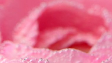 Gül yapraklarının üzerine baloncuk yakın plan. Stok görüntüleri. Pembe gülün üzerindeki güzel kabarcıklar berrak sularda. Oksijen kabarcıklarıyla suyun altında gül