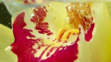 Yumuşak sarı ve çiçek açan kırmızı çiçeklerin makro manzarası. Stok görüntüleri. Güzel doğal desenler, şeffaf suda güzel bir çiçek..