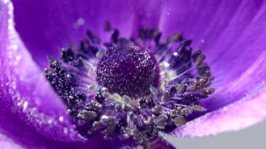 Mor, güzel bir çiçek, tock görüntüsü. Su ve baloncuklara sarılı büyük bir çiçek onu makroyla kaplar.