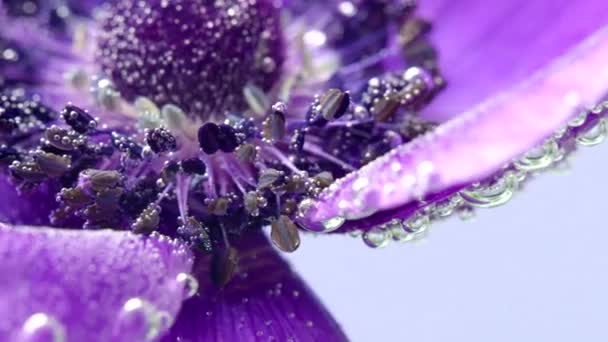 Primo piano di fioritura bocciolo di fiore di anemone lilla su uno sfondo blu. Filmati delle scorte. Fiore di colore viola con bolle d'aria. — Video Stock