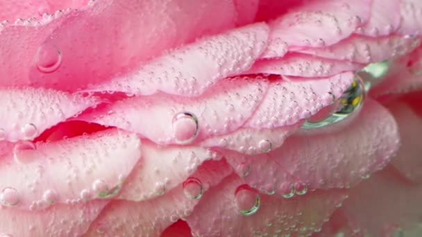 장미 꽃잎에 거품의 클로즈업. 스톡 비디오. 맑은 물에 핑크 장미에 아름 다운 거품. 산소 거품과 물 아래 장미 — 비디오