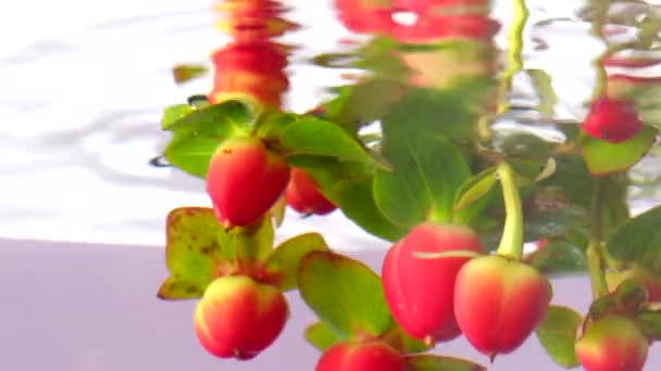 Belle branche avec des baies rouges hypericum étant mis sous l'eau. Images d'archives. Gros plan de feuilles vertes sur une branche d'une fleur en eau transparente. — Video