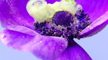 Mor çiçek tomurcuğu ve açık sarı mürekkep. Stok görüntüleri. Eflatun, yumuşak, güzel çiçek yaprakları, şeffaf suyla kaplı küçük hava kabarcıkları..