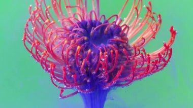  Makro fotograftaki parlak çekim. Tock görüntüleri. Çiçeğin dolaştığı şeffaf su orada açılır..