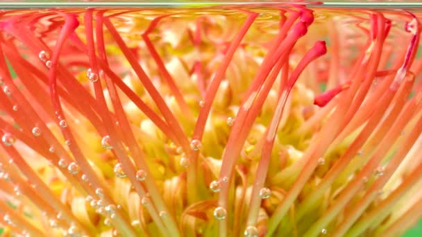 Increíble brote de flores de color naranja y amarillo leucospermum dentro del agua transparente. Imágenes de archivo. Fondo floral de verano floreciente. — Vídeos de Stock