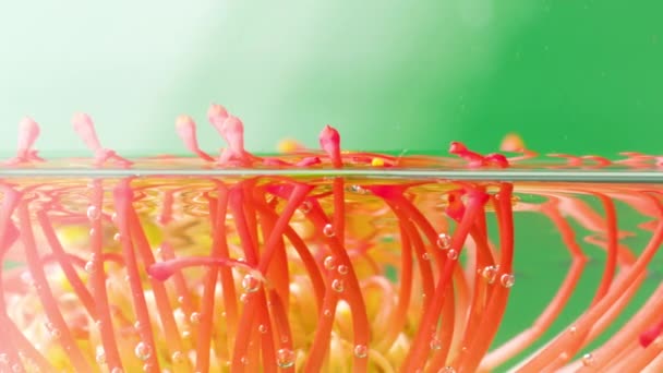 Leucospermum λουλούδι σε ένα πράσινο φόντο τοποθετείται σε διαφανές νερό. Στικ. Ομορφιά της φύσης. — Αρχείο Βίντεο