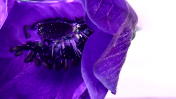白い背景に隔離された美しいライラックアンネモン花. ストック映像。 アネモン花芽のクローズアップ. — ストック動画