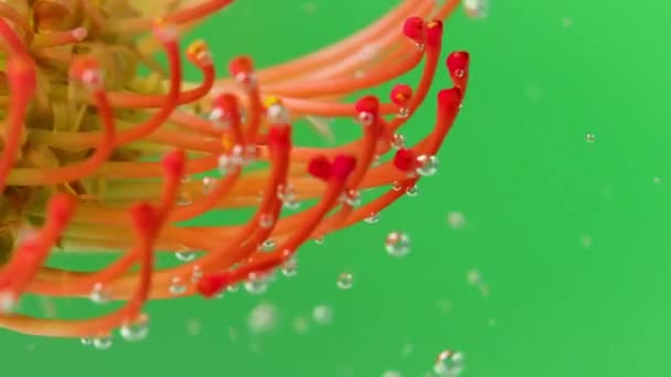 Macro view of unusual colorful algae with air bubbles isolated on a green background. Stock footage. Natural background with vegetation. — Stock Video