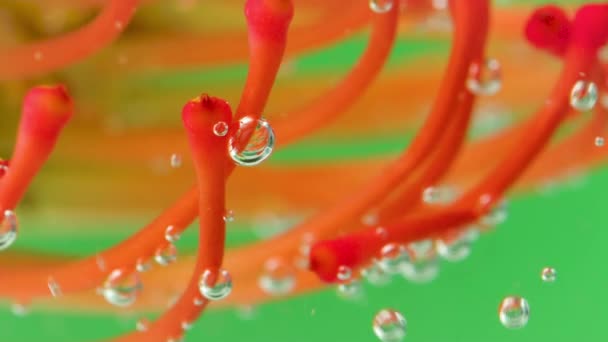 Macro view of unusual colorful algae with air bubbles isolated on a green background. Stock footage. Natural background with vegetation. — Stock Video