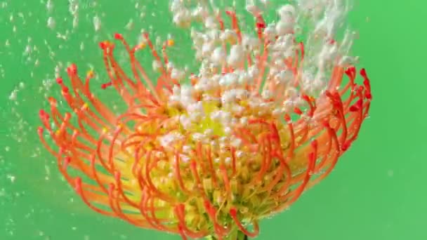 Leukospermum květ na zeleném pozadí umístěn do průhledné vody. Záběry ze skladu. Krása přírody. — Stock video