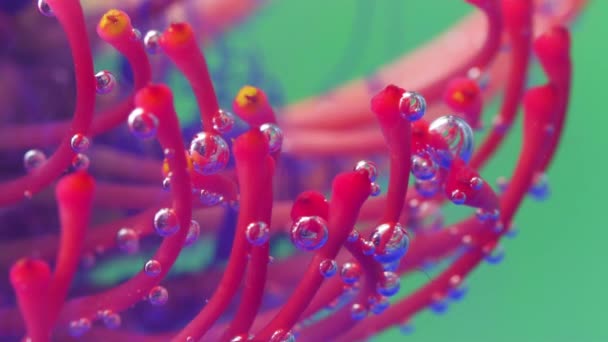 Extreme Nahaufnahme einer atemberaubenden dunkelrosa ungewöhnlichen Blume, die unter Wasser platziert wurde. Archivmaterial. Drosera Blume mit lila flüssigen Tinten. — Stockvideo